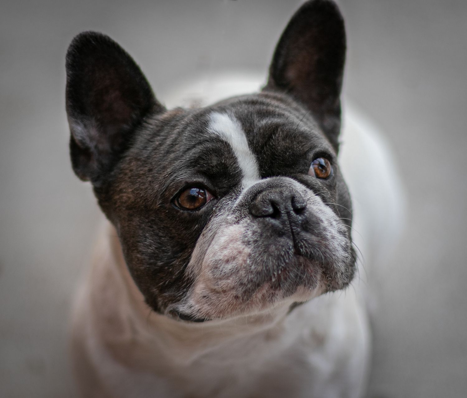 French bulldog photography