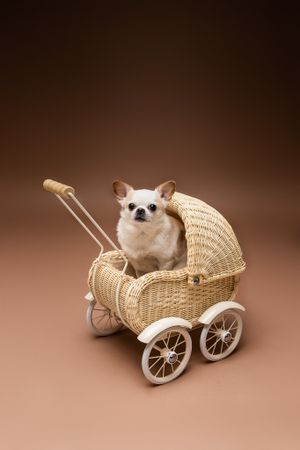 A small Chihuahua dog sits in a vintage wicker baby carriage against a brown studio background.