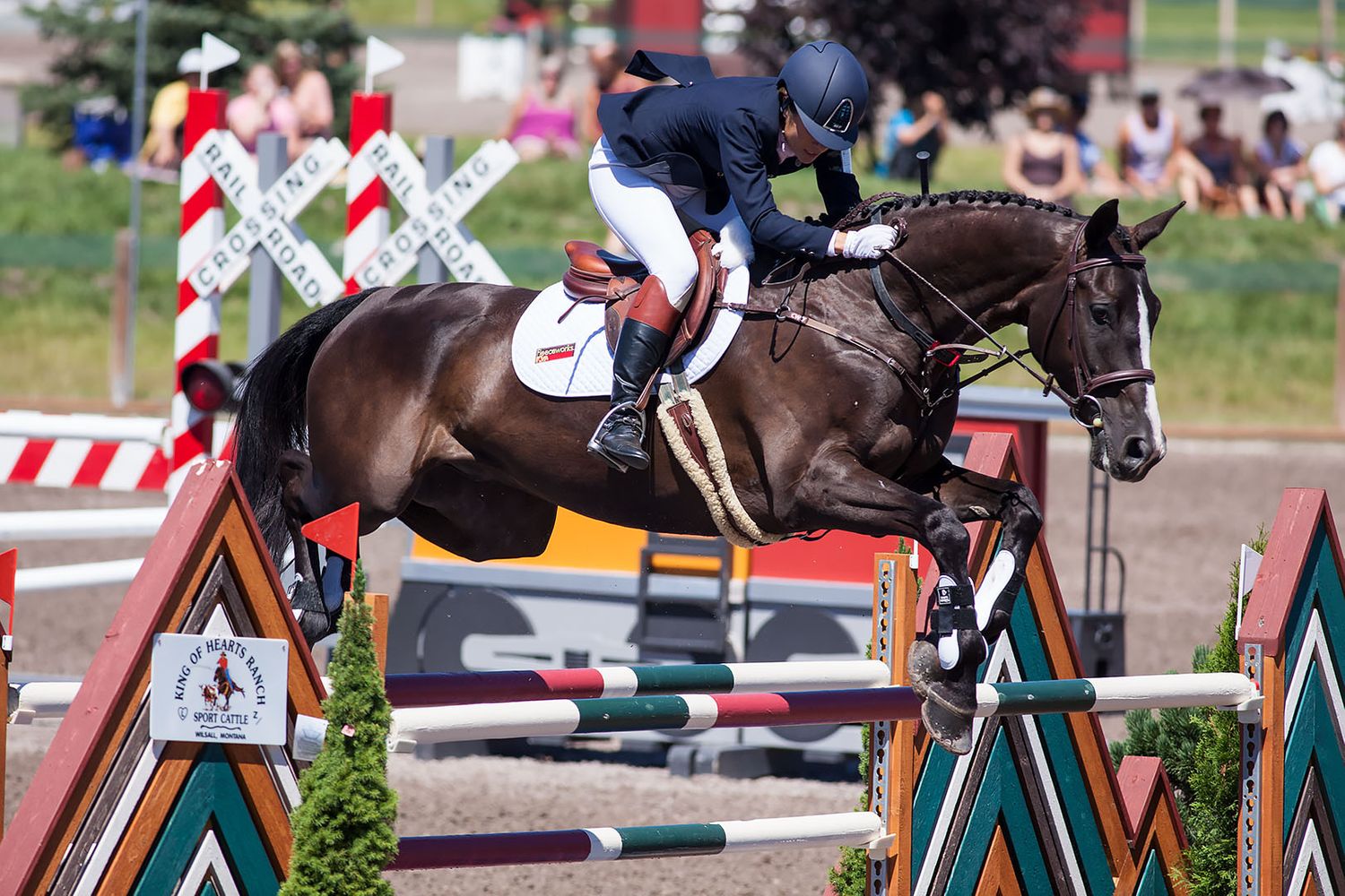 Show Jumping Horse