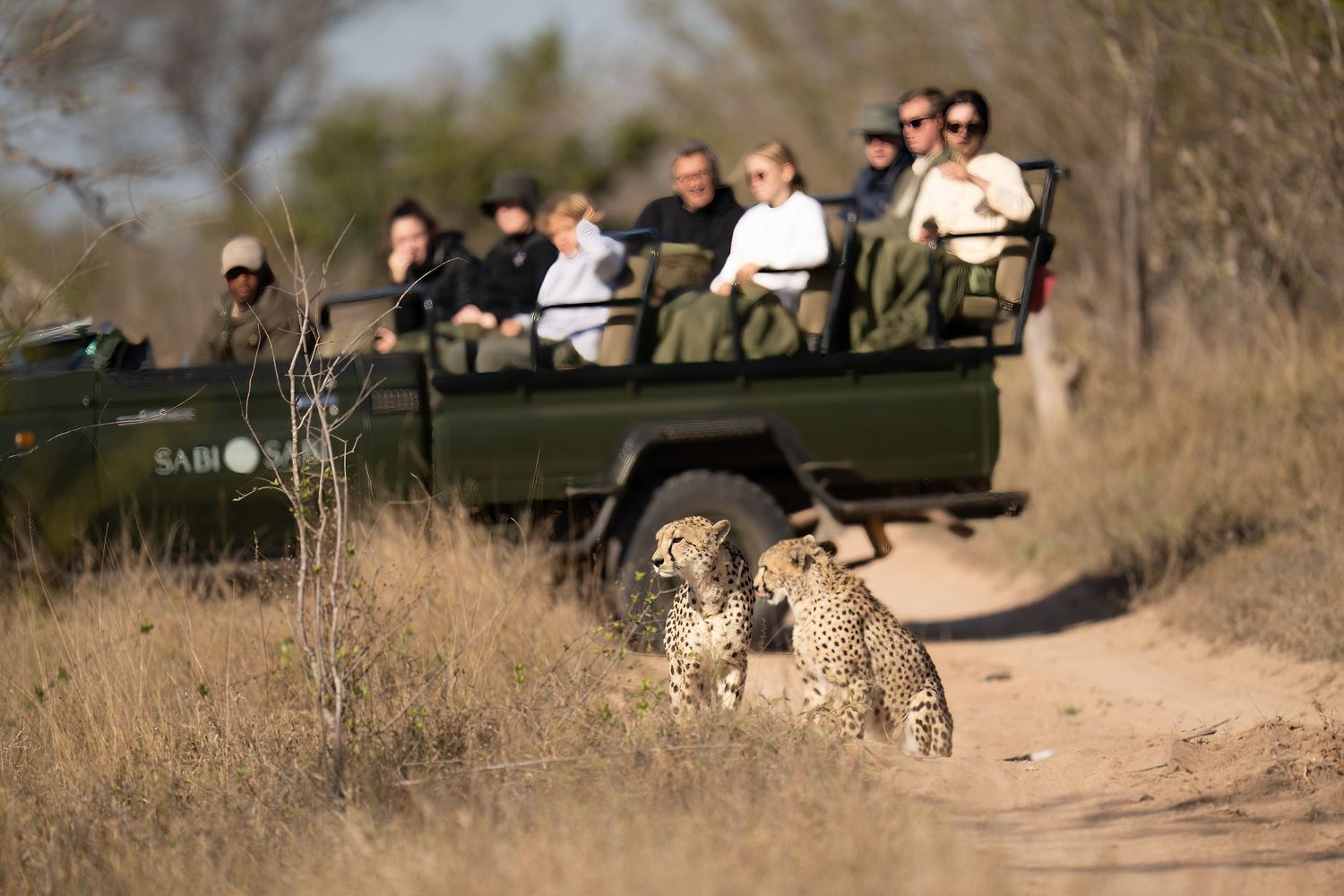 Safari jeeps parked in the African wilderness during a game viewing drive.