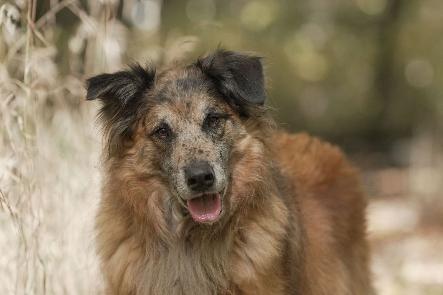 An Australian shepherd mix dog with merle coloring and brown fur gazes at camera with a happy expression in outdoor setting.