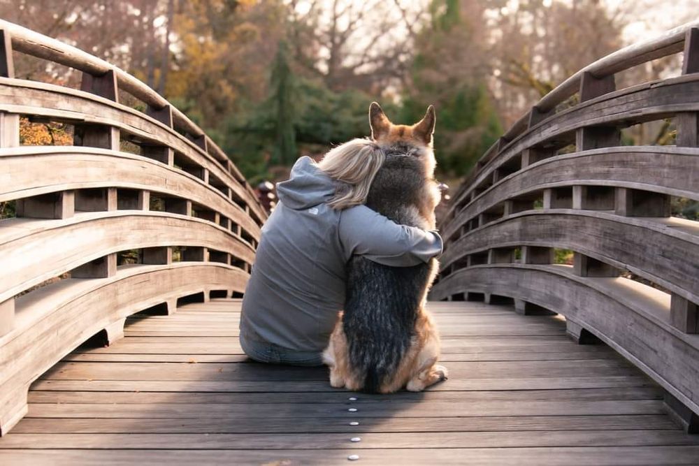 Person sitting on wooden bridge with cat sharing a peaceful moment together.