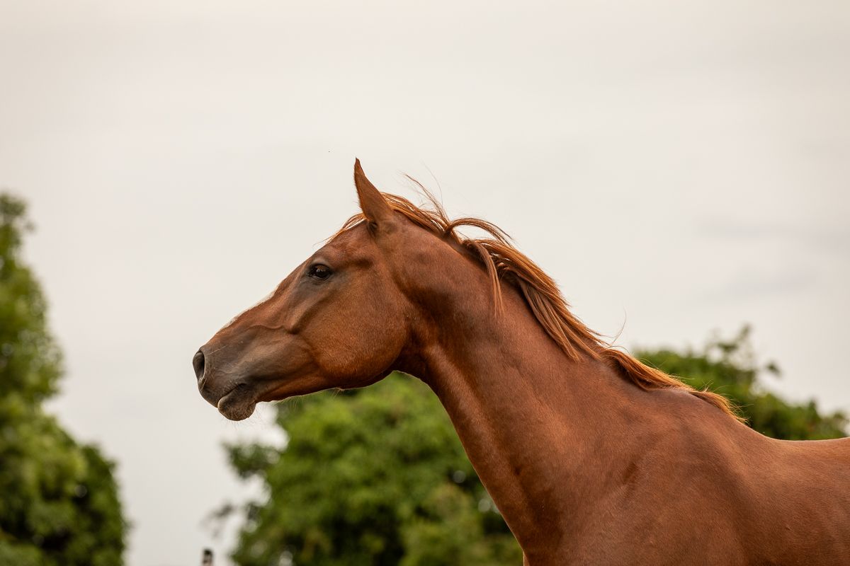Profile view of a chestnut horse's head and neck against a cloudy sky.