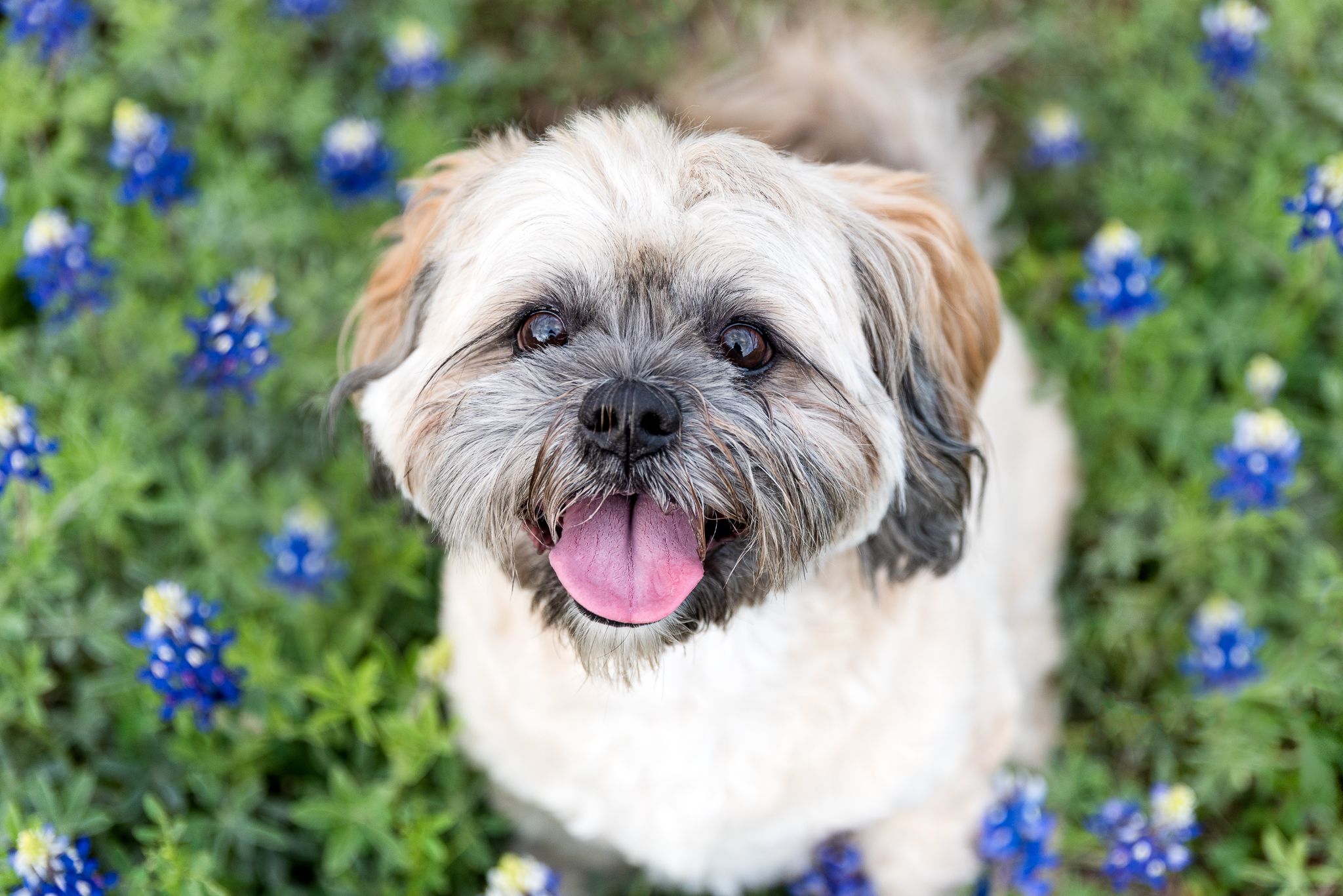 Smiling Shih Tzu dog poses in a field of blooming Texas bluebonnets.