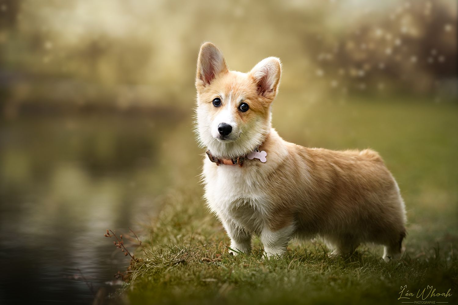 photographe animal de compagnie animaux alsace