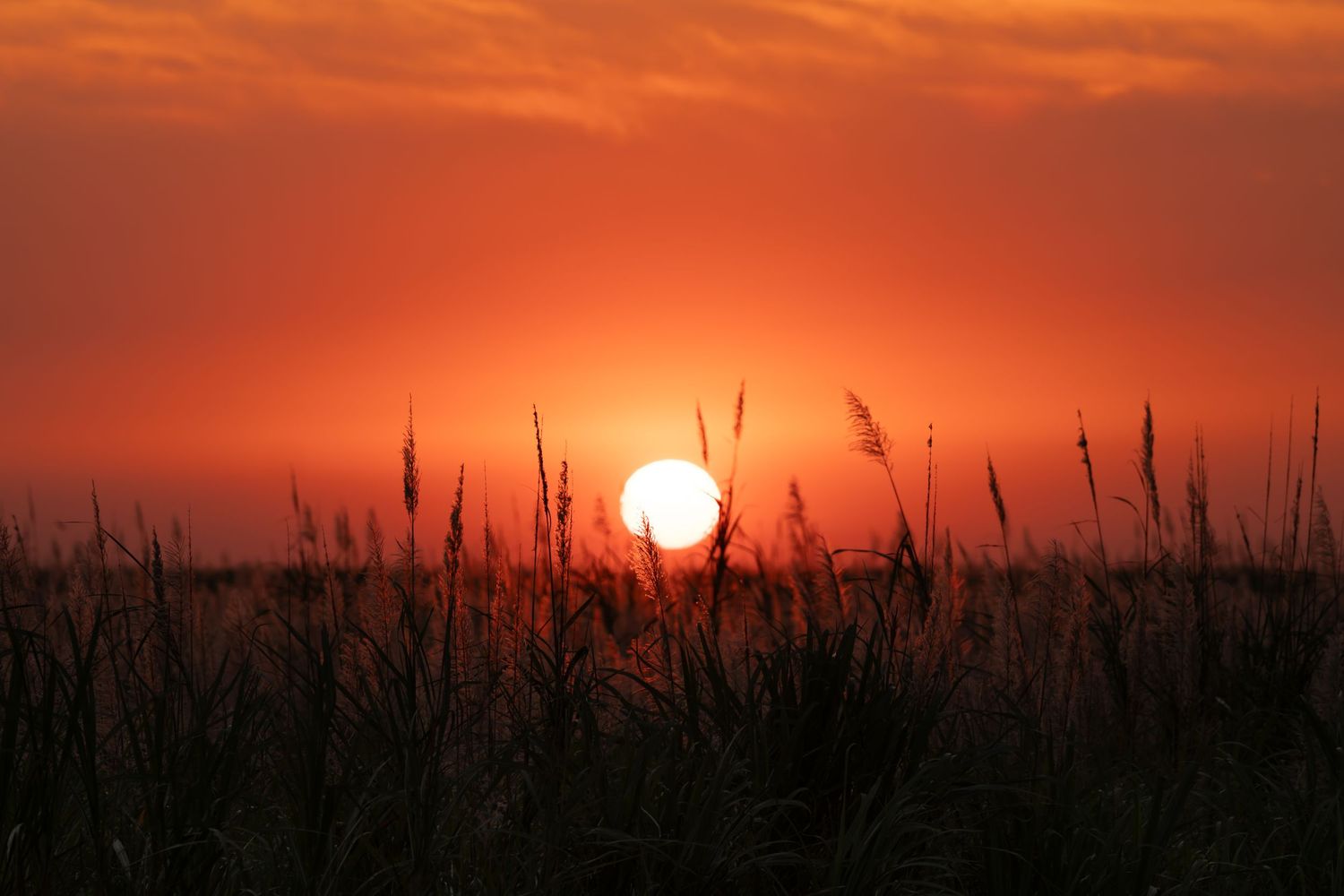 Panoramic sunset view with orange sky and silhouetted grass stalks.