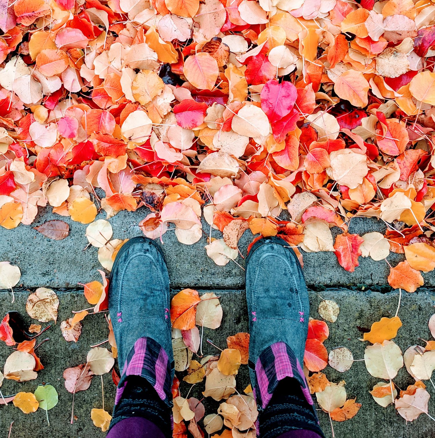 A pair of grey boots standing on bright red and yellow fall leaves on a street curb