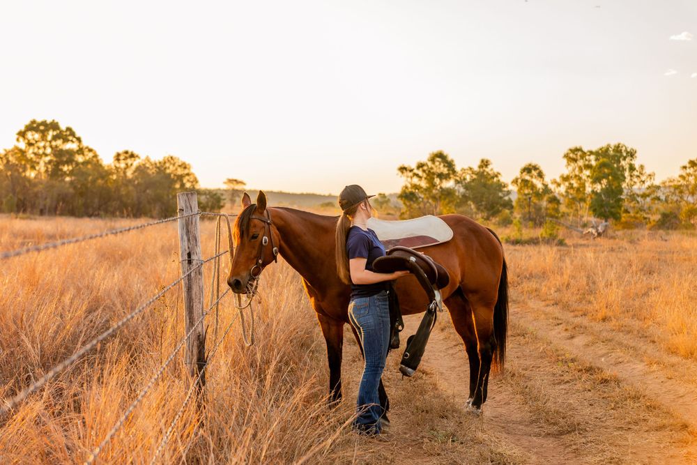 Horse being groomed near rustic fence during golden hour in countryside.