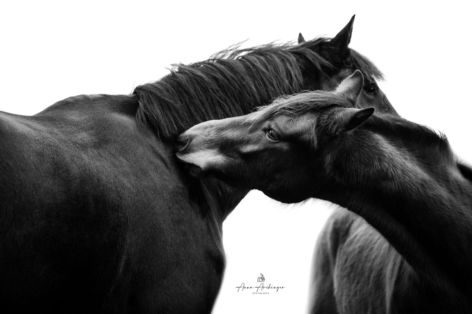 Two dark horses nuzzling in dramatic black and white composition.