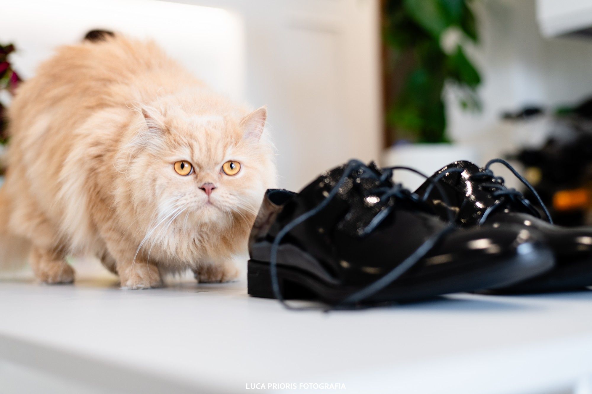 gatto vicino alle scarpe dello sposo