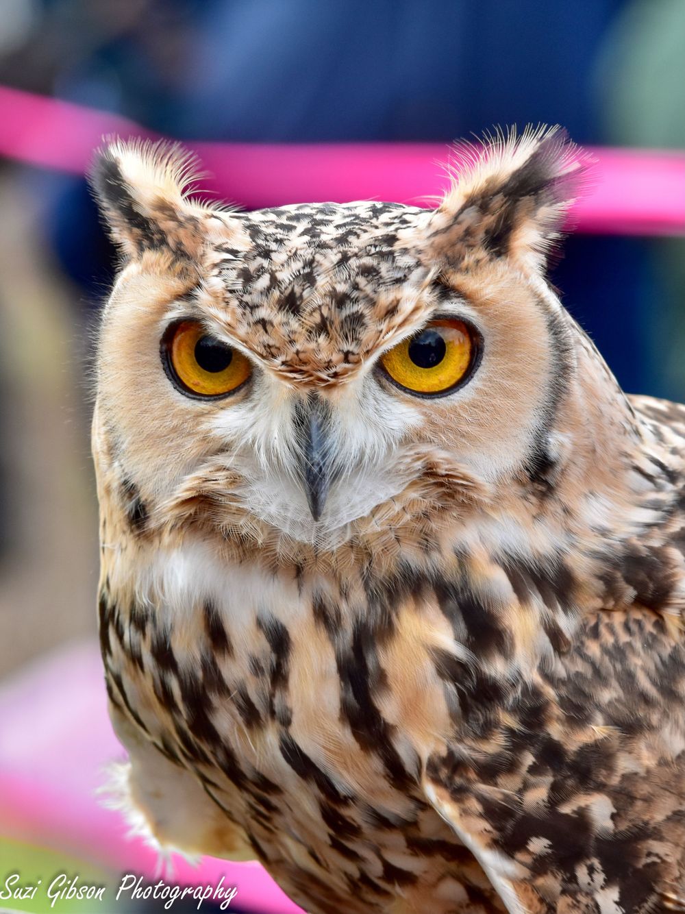 owl owl moon raptor center game action photo coverage maryland dmv suzi gibson photography