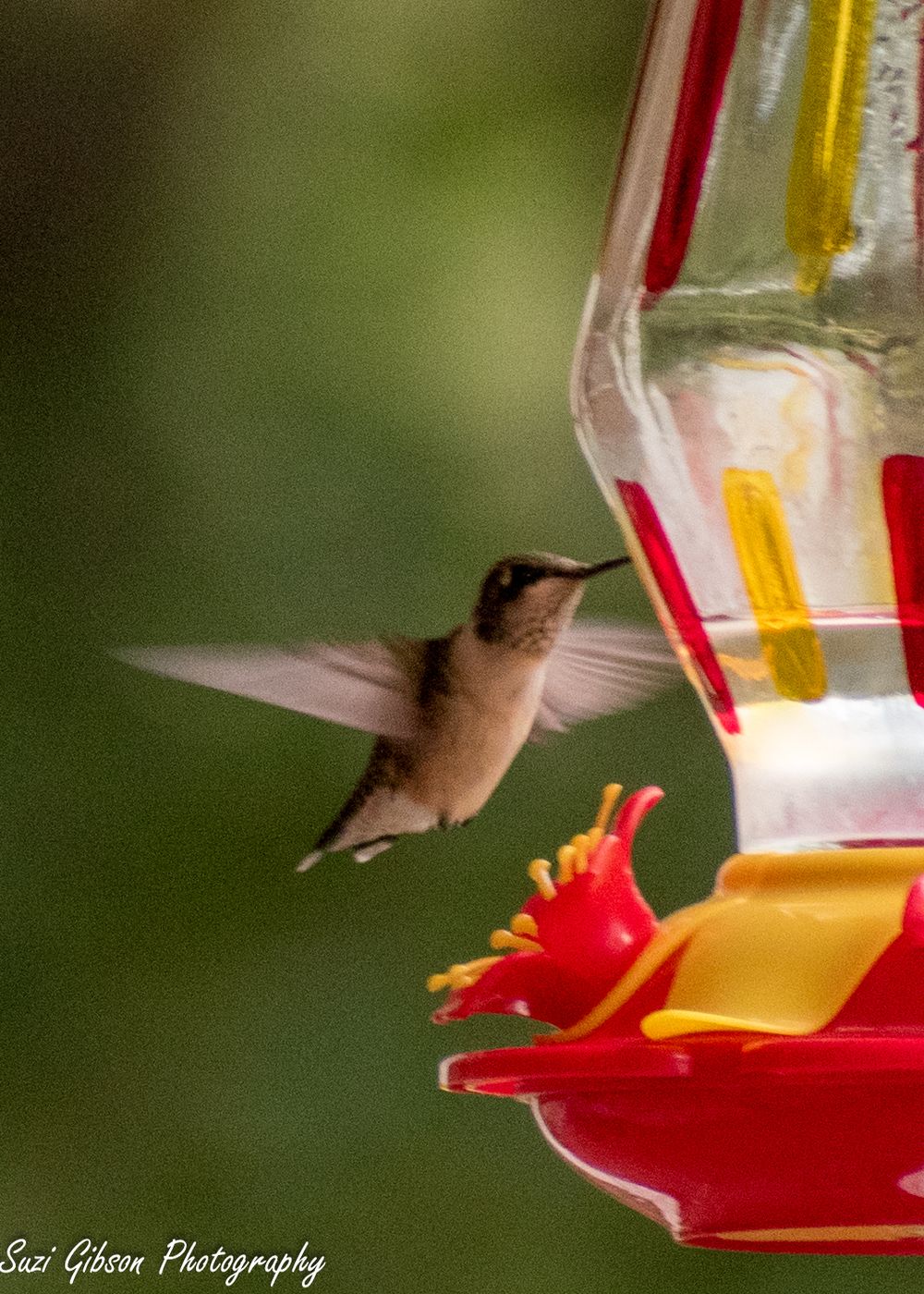hummingbird at feeder game action photo coverage maryland dmv suzi gibson photography