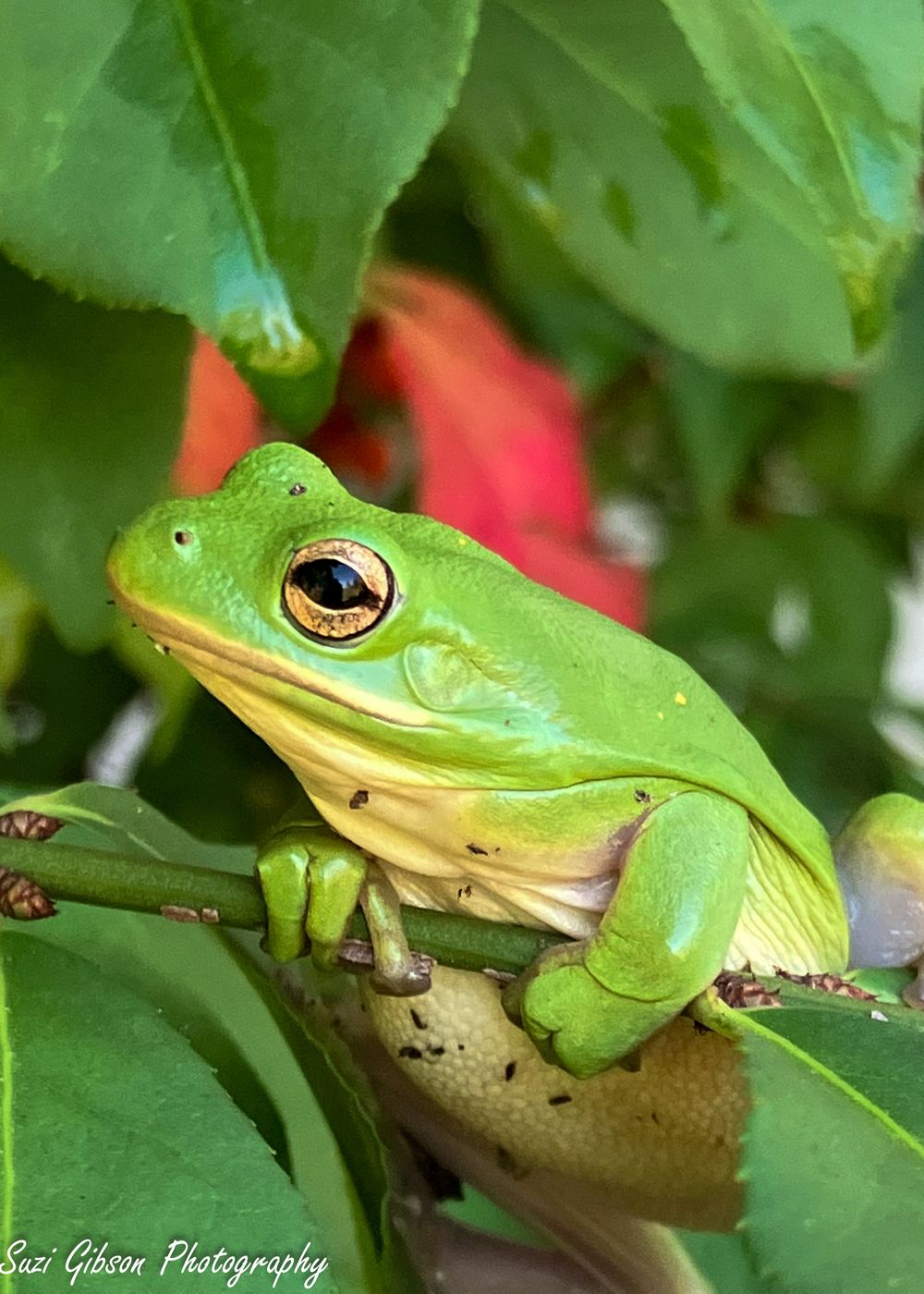 frog on branch game action photo coverage maryland dmv suzi gibson photography