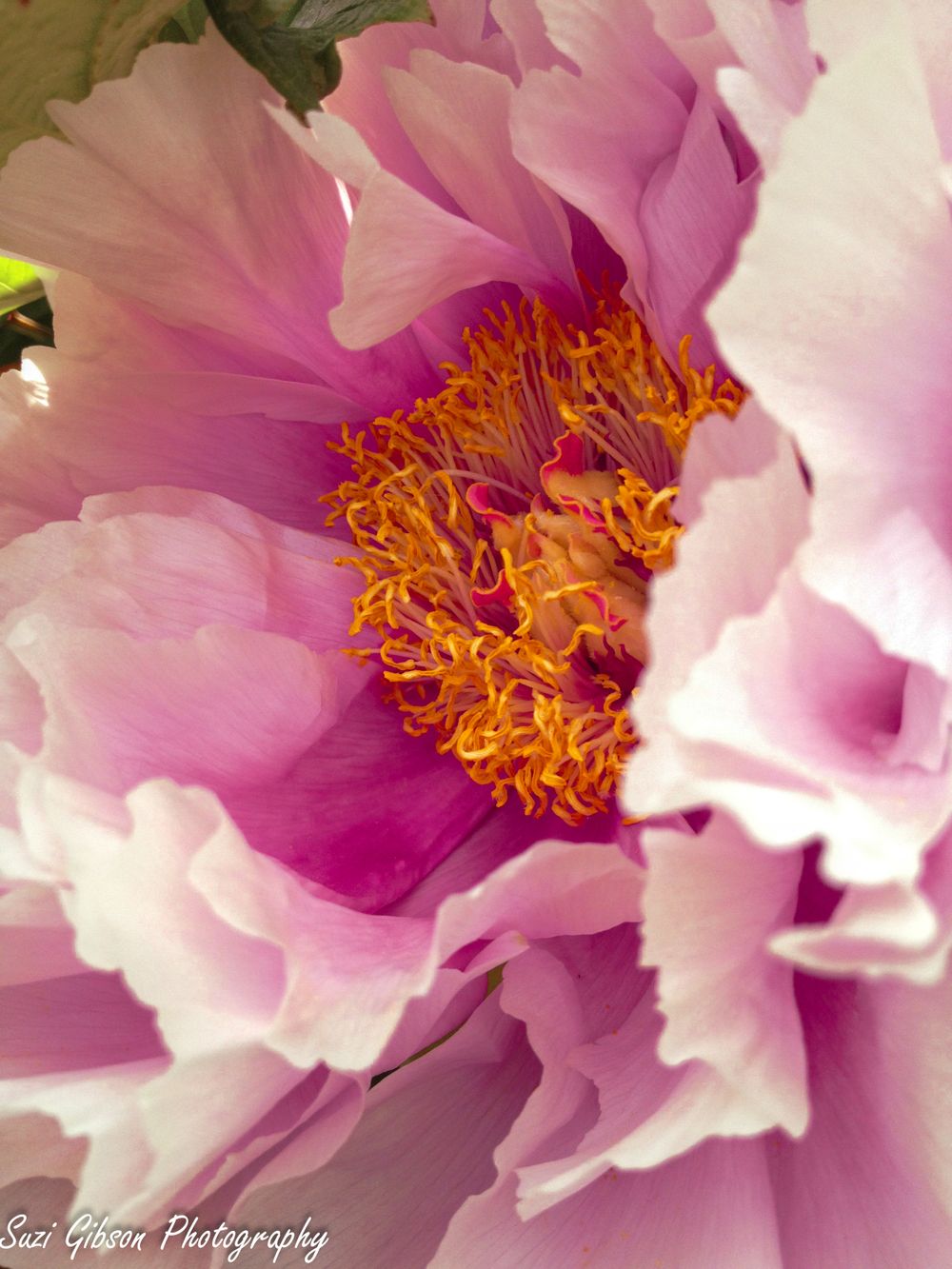 peony flower game action photo coverage maryland dmv suzi gibson photography