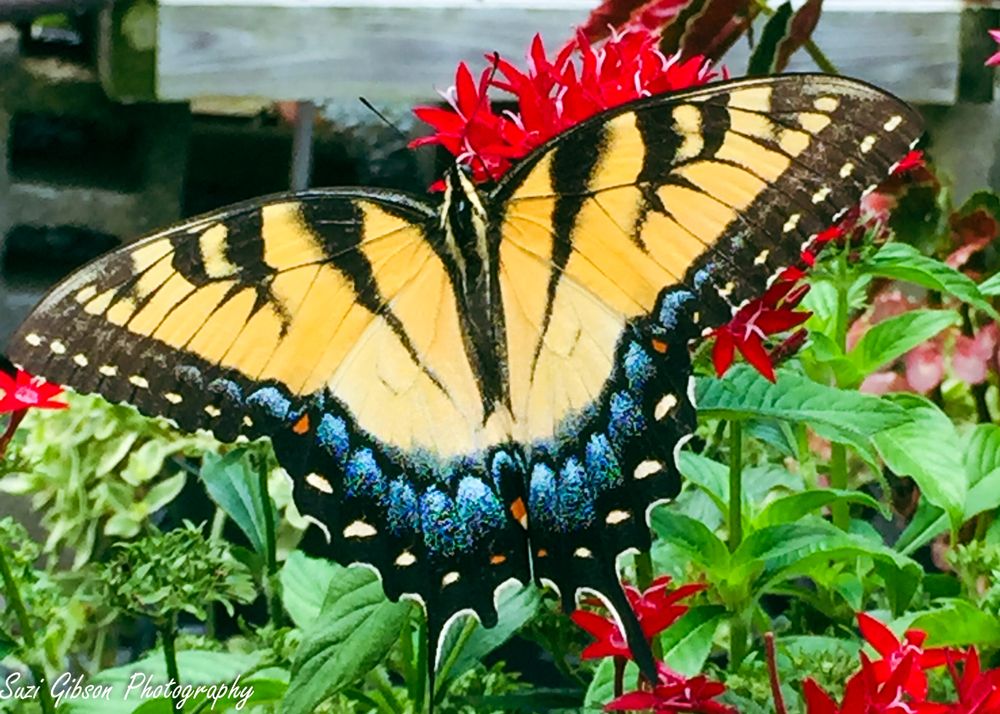 butterfly game action photo coverage maryland dmv suzi gibson photography
