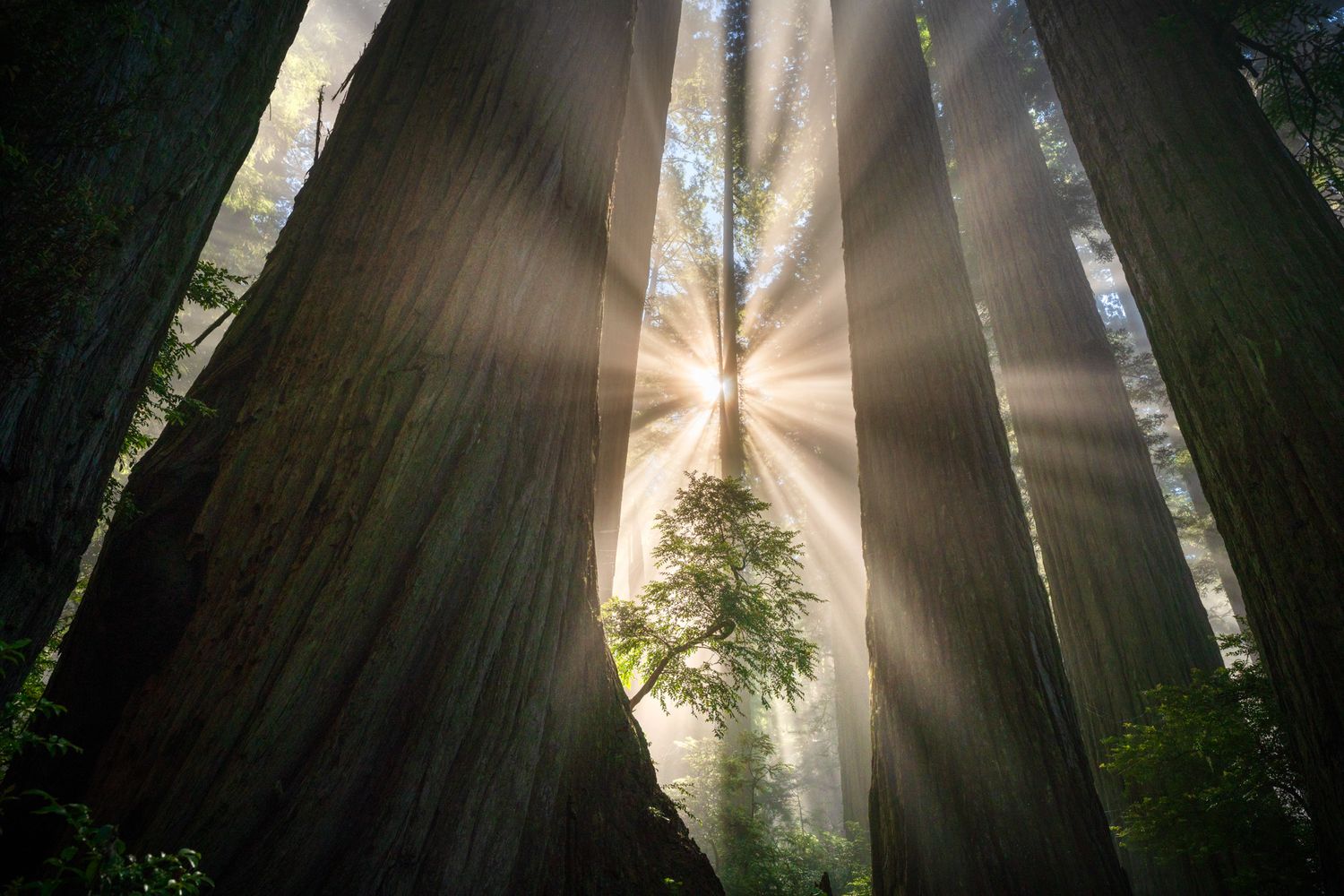 Sunbeams pierce through towering redwood trees in a misty forest creating dramatic rays of light.