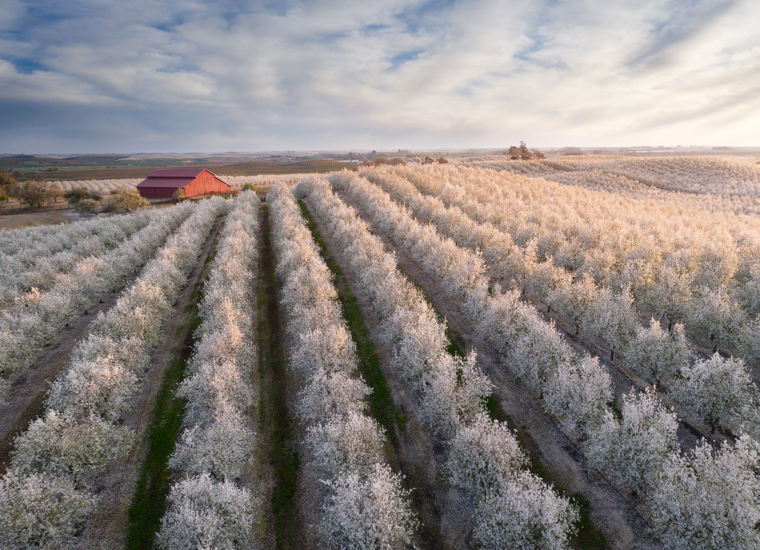 Rows of blooming white cherry trees extend toward a red barn under cloudy skies in an orchard landscape.