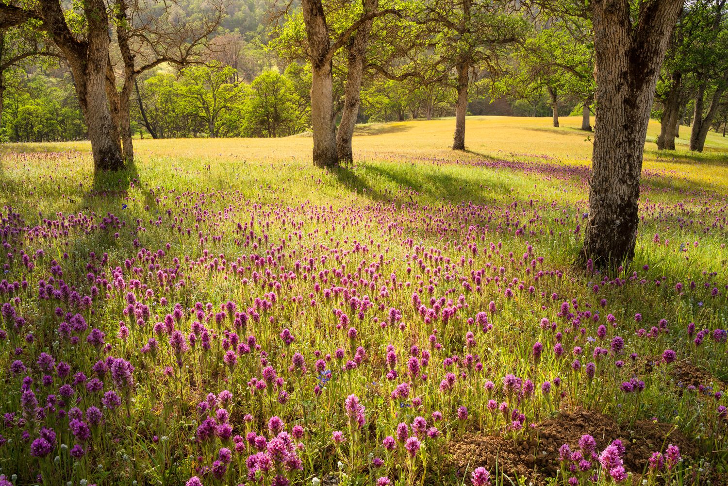 Purple wildflowers bloom in a meadow surrounded by oak trees casting shadows on the sunlit grass.