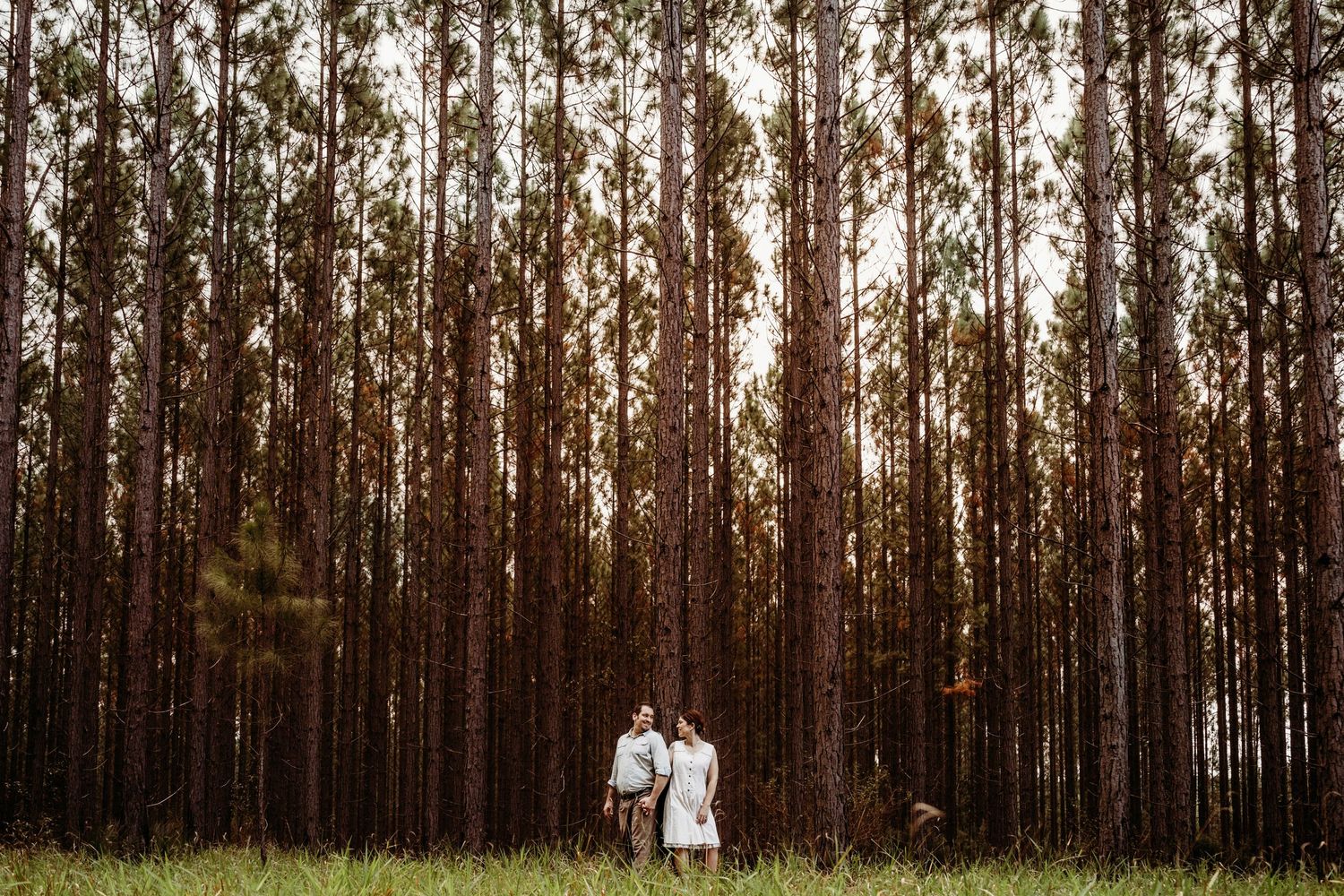 Two figures stand small against a towering pine forest backdrop.