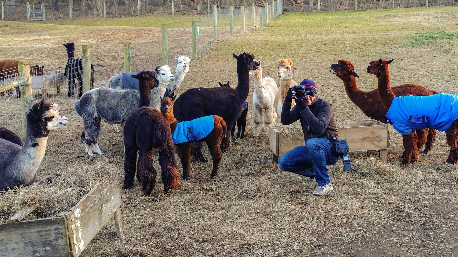 engagement photographer shooting with alpacas