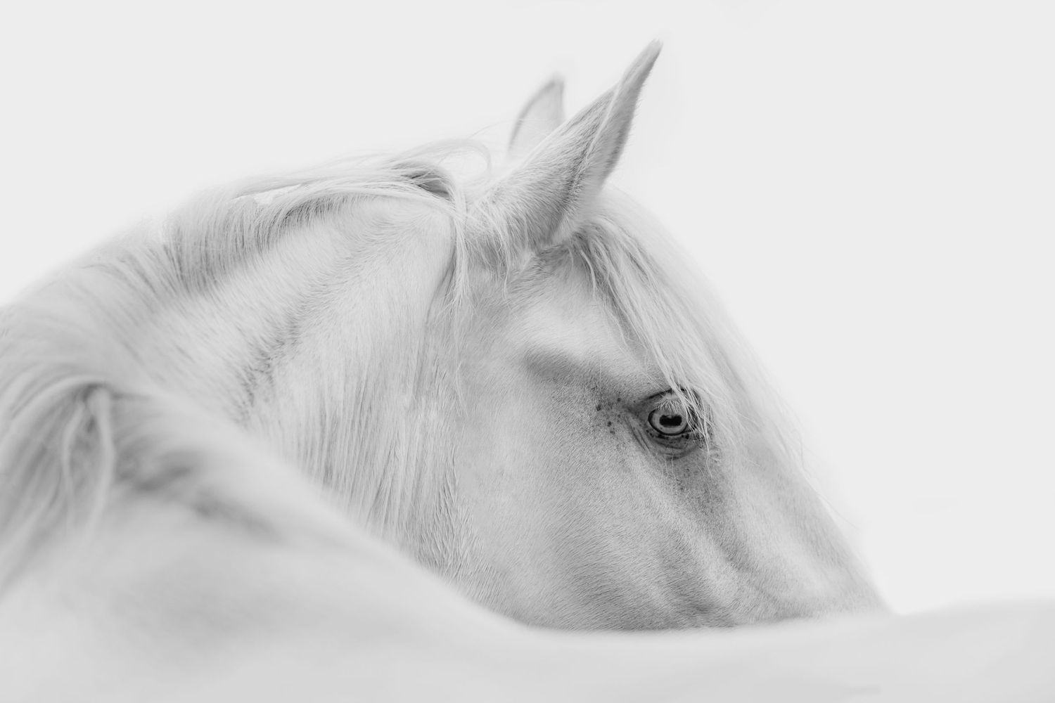Artistic black and white close-up of a white horse's eye and face.