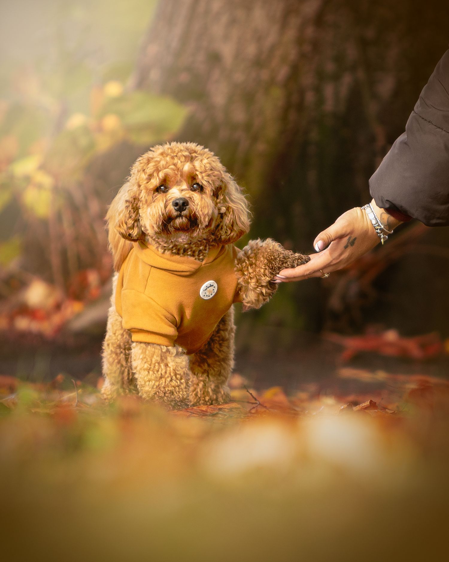 manchester pet photographer, chorlton, autumn