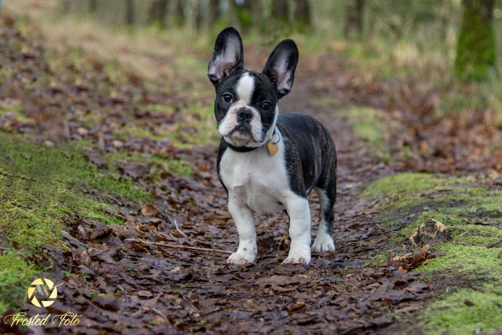 Fransk Bulldog