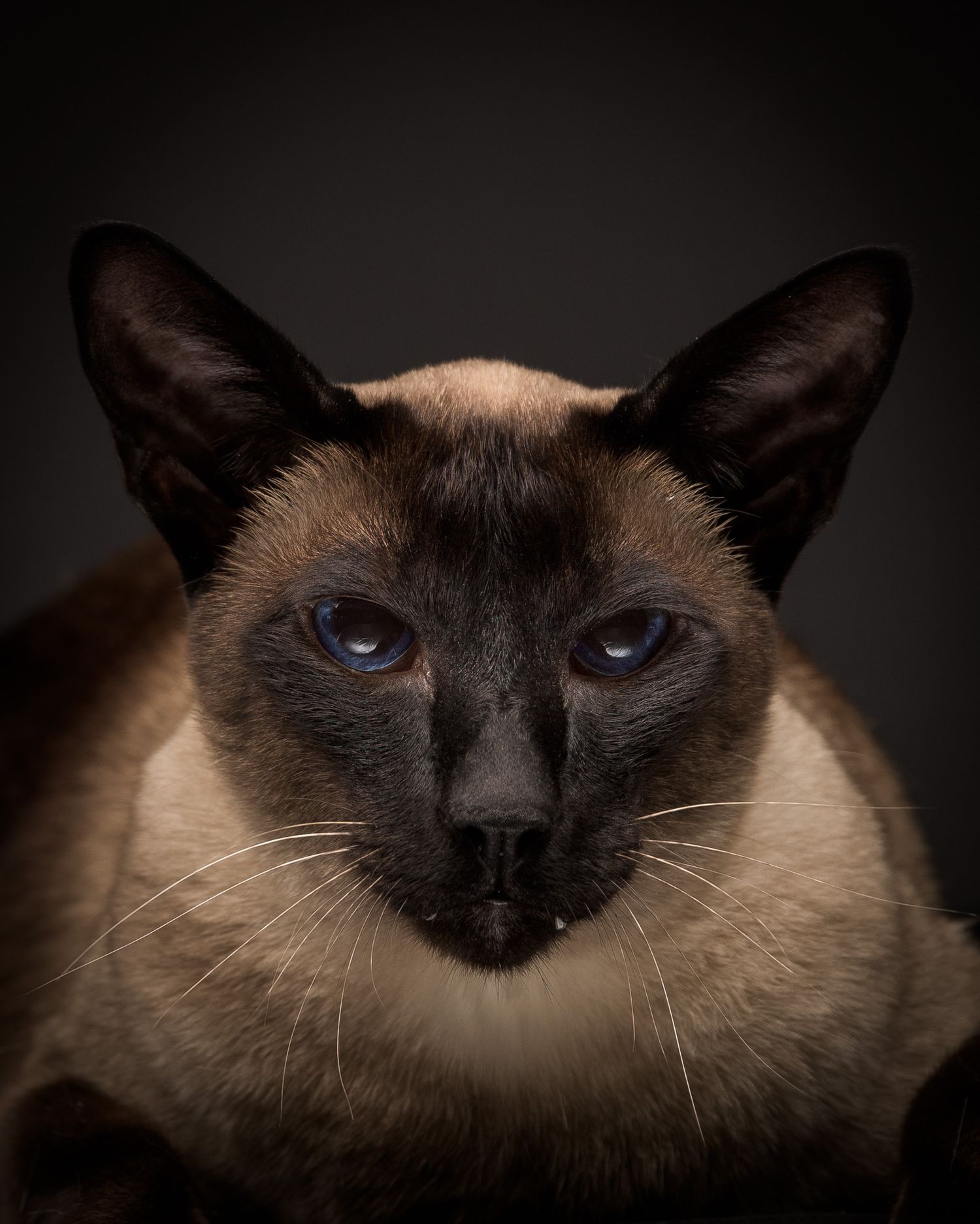 Close up face shot of a Siamese Cat in a studio pet portrait session