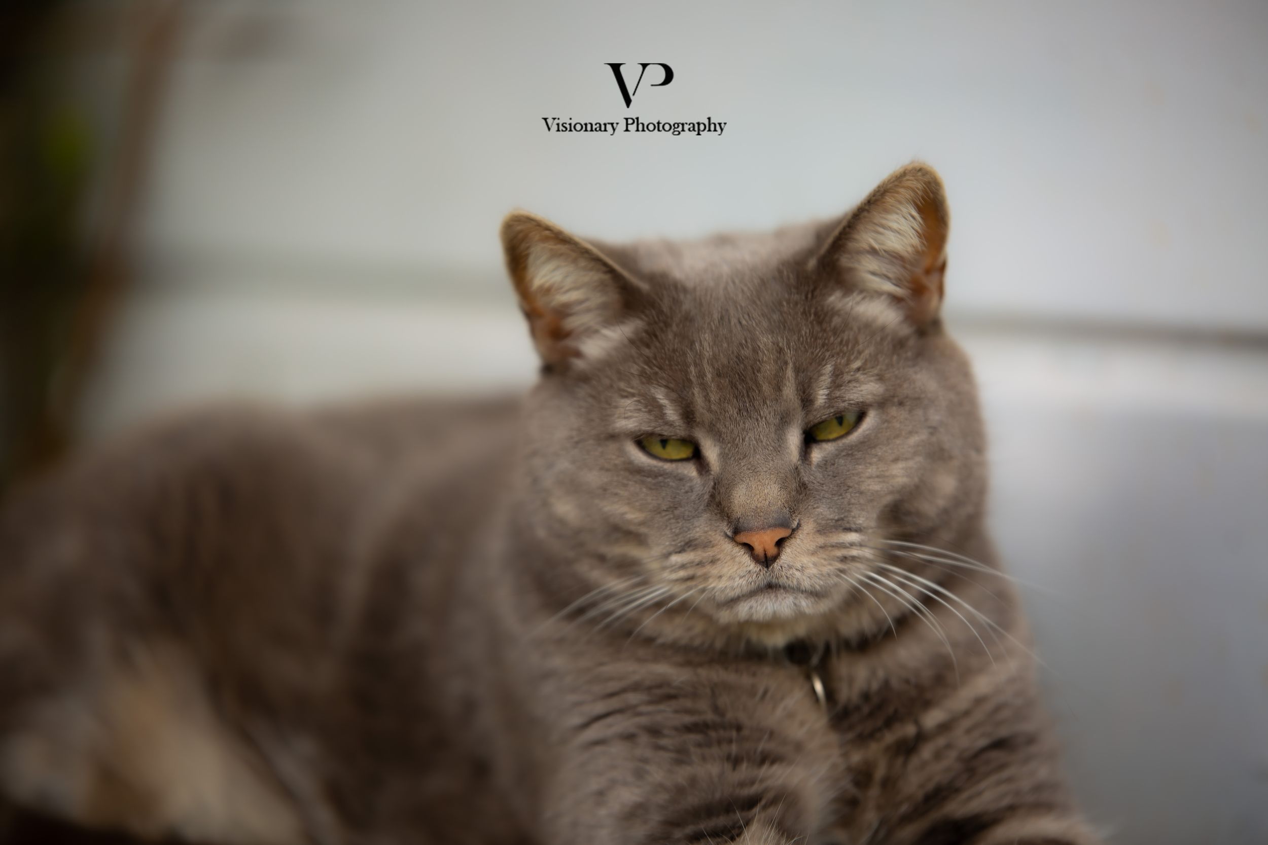 Wedding Cat