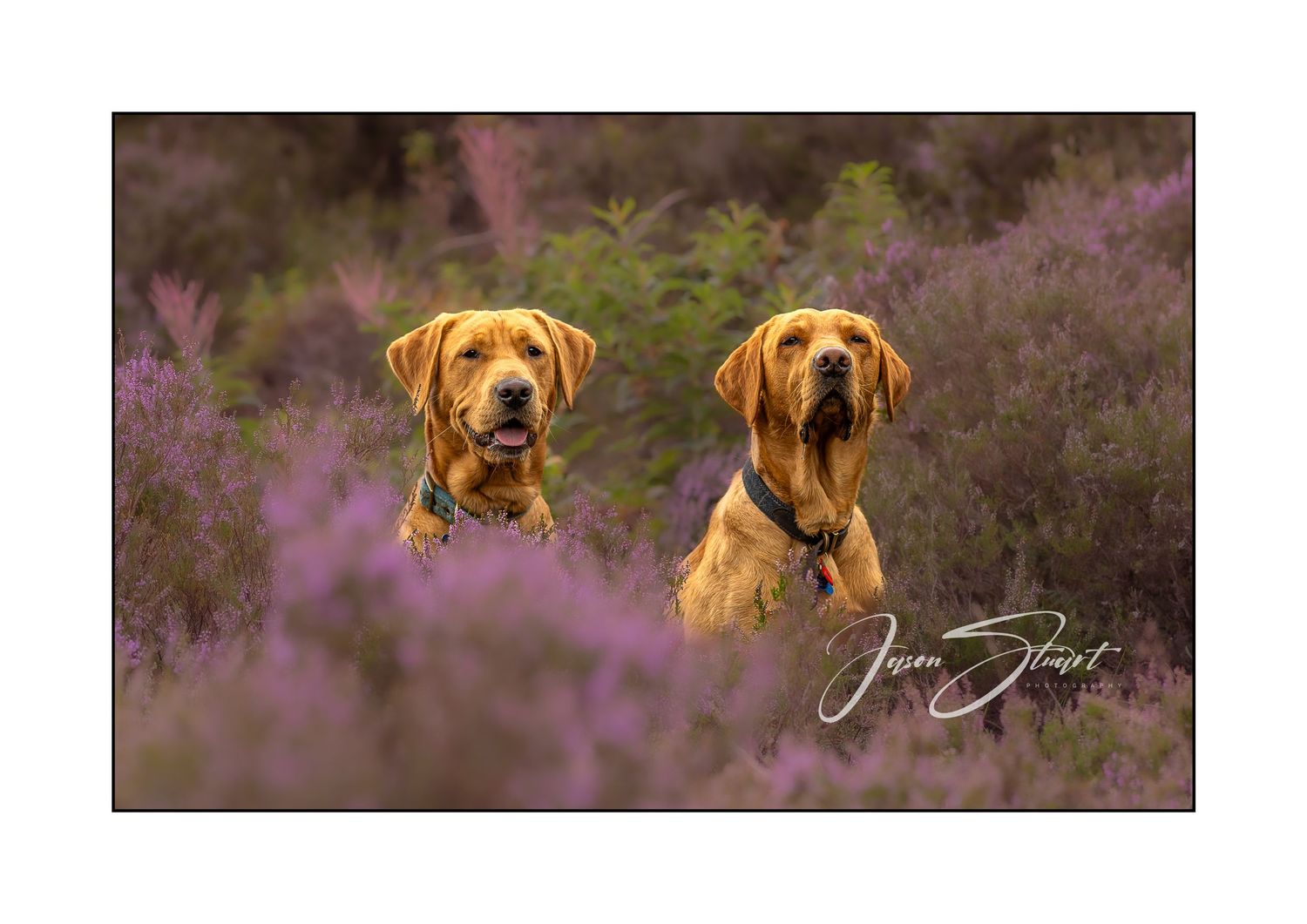 Jason Stuart Photography , West Yorkshire Wedding Photographer-pet photography