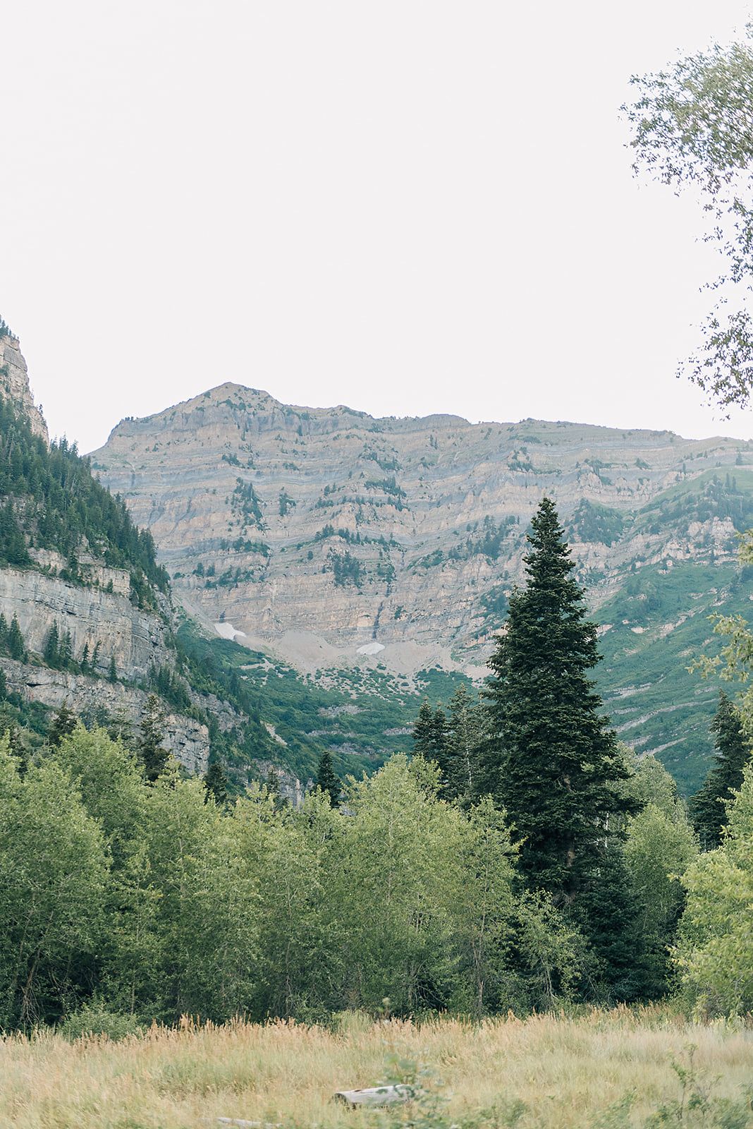 Majestic mountain landscape with evergreen forest and dramatic rocky cliffs.