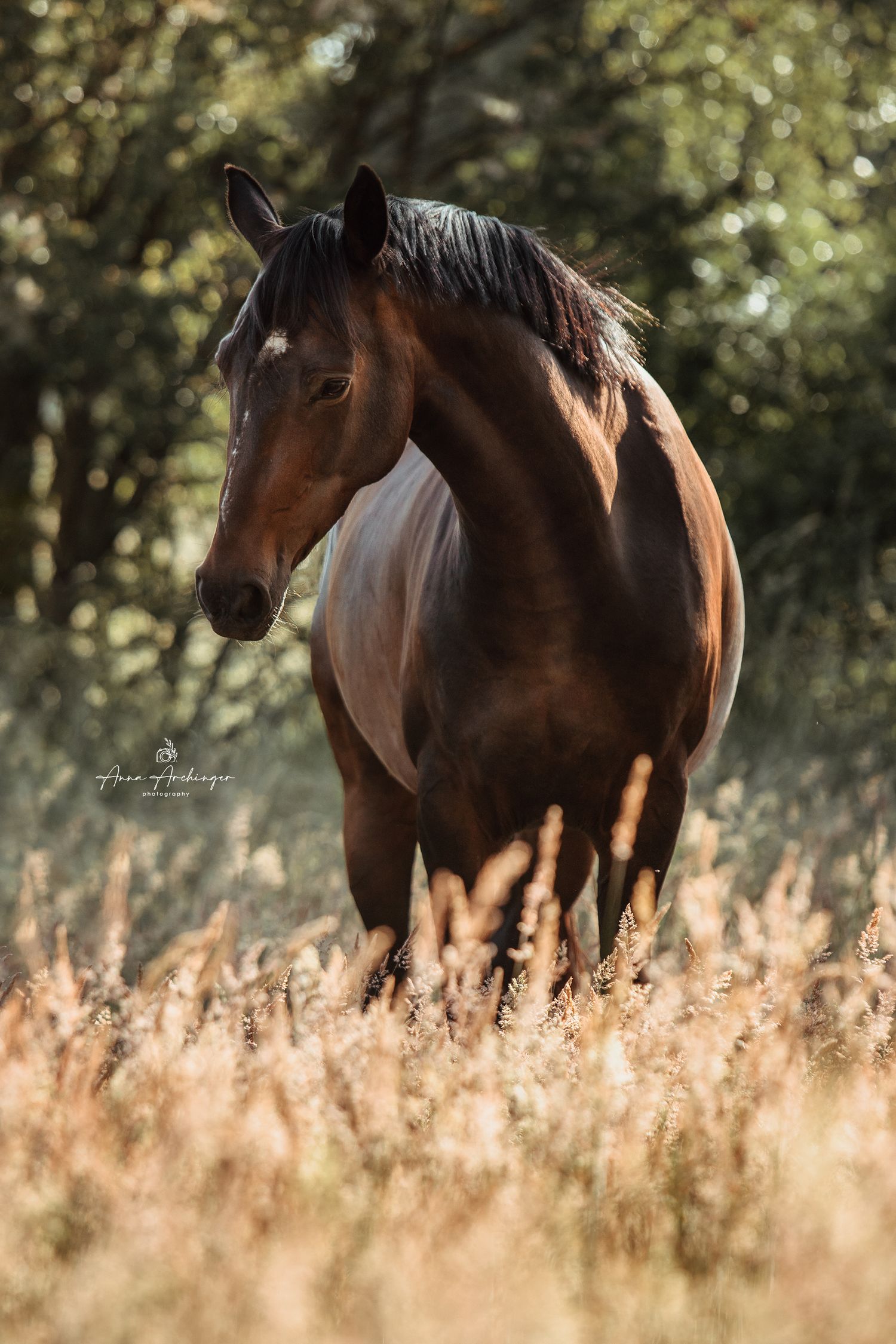 Bay horse with black mane standing in tall autumn grass with sunlit forest behind.