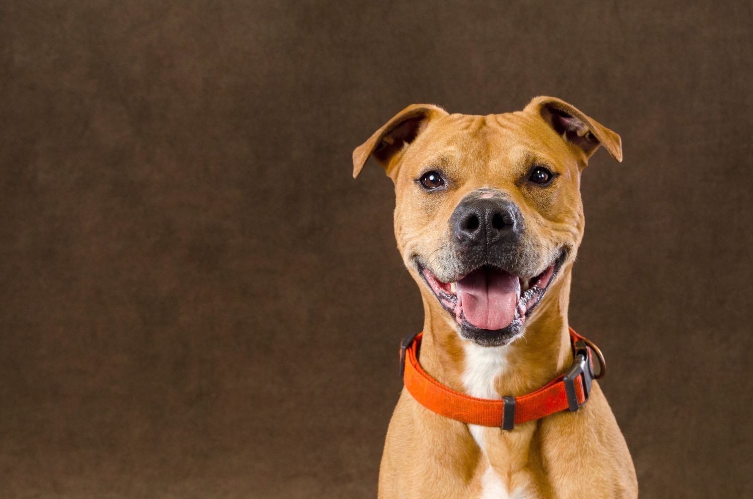 Happy pit bull mix dog with orange collar smiling against brown background.