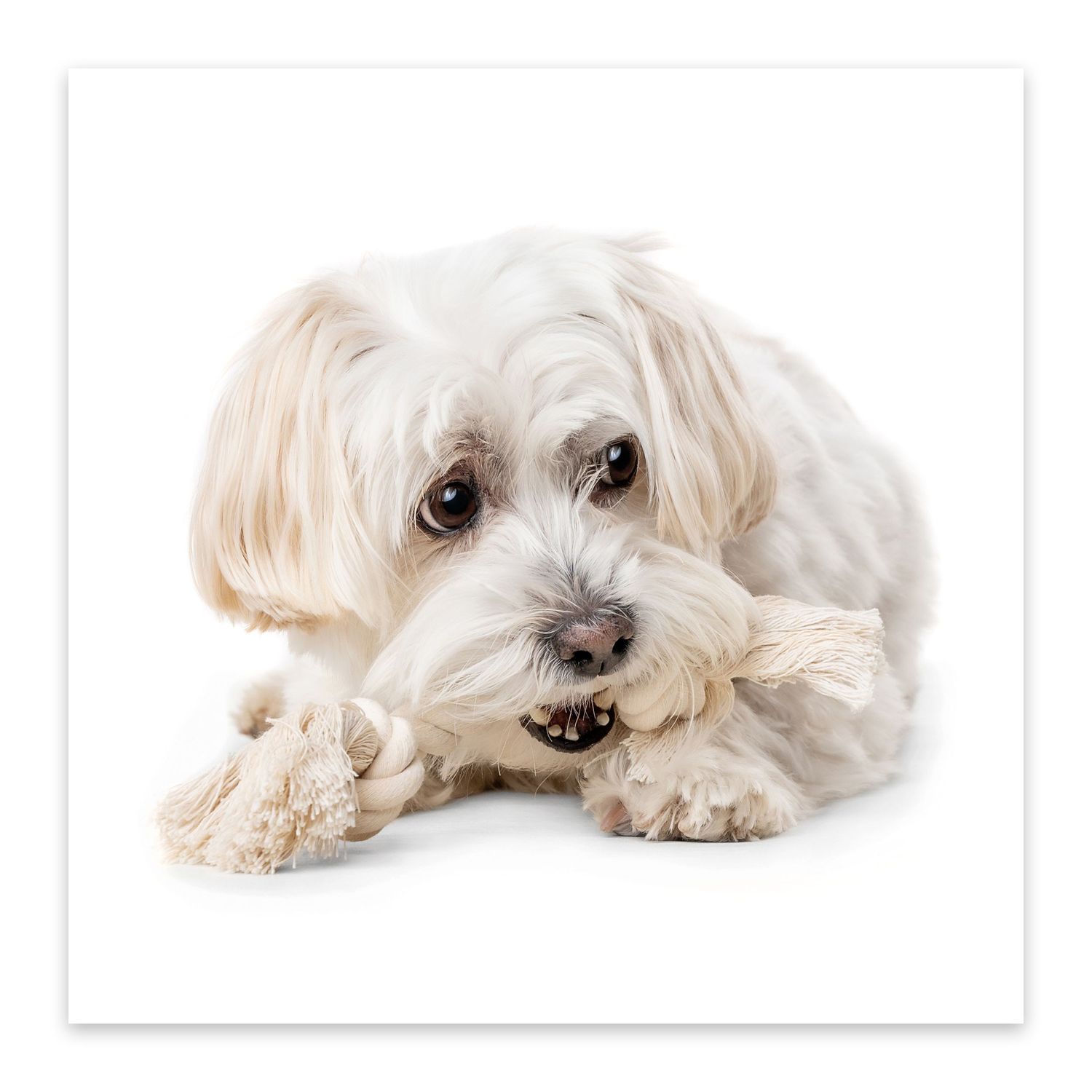White Maltese dog laying down with a chew toy on white background.