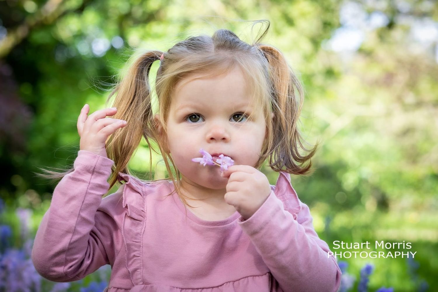 little girls smells a bluebell picked in the woodlands at Walton hall. Cheshire portrait photographer.