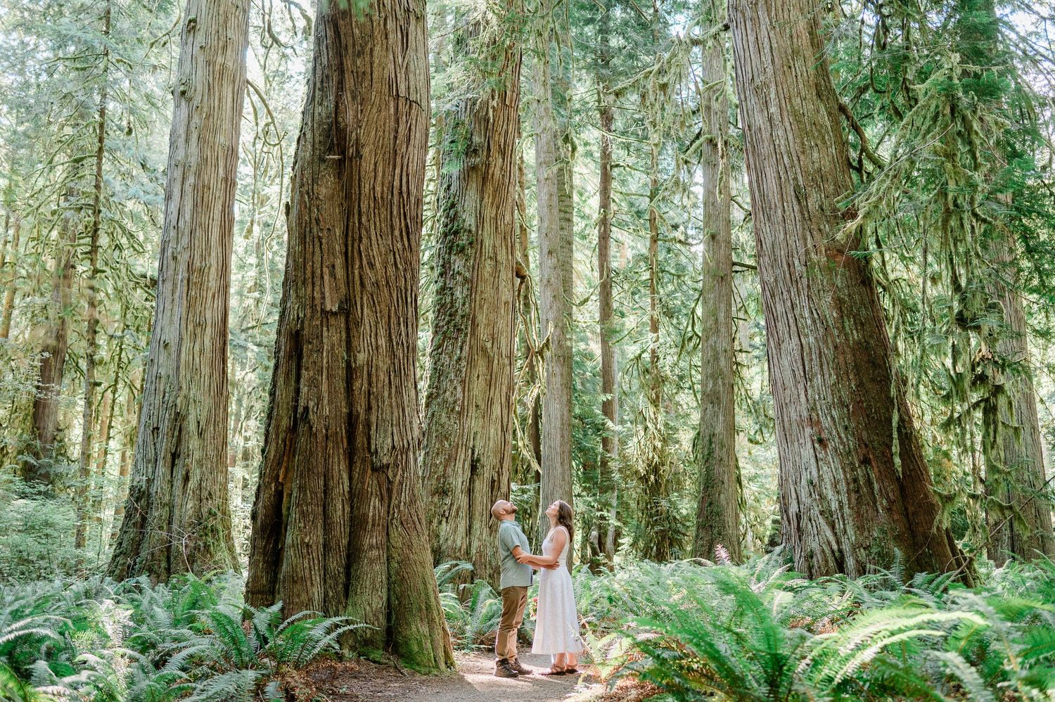 bride and groom looking up at large tree in forest