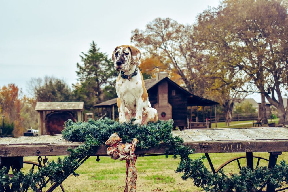 A dog poses near antique farm equipment and autumn trees in a rustic outdoor setting.