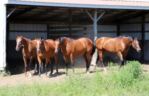 Services - Foggy Bottom Farms