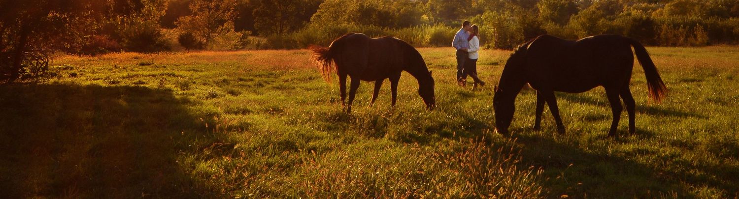 Silhouettes of horses grazing in field during golden sunset.