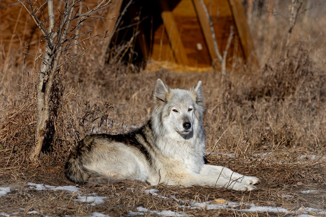 Katahna relaxing near an A Frame in her enclosure at Yamnuska
