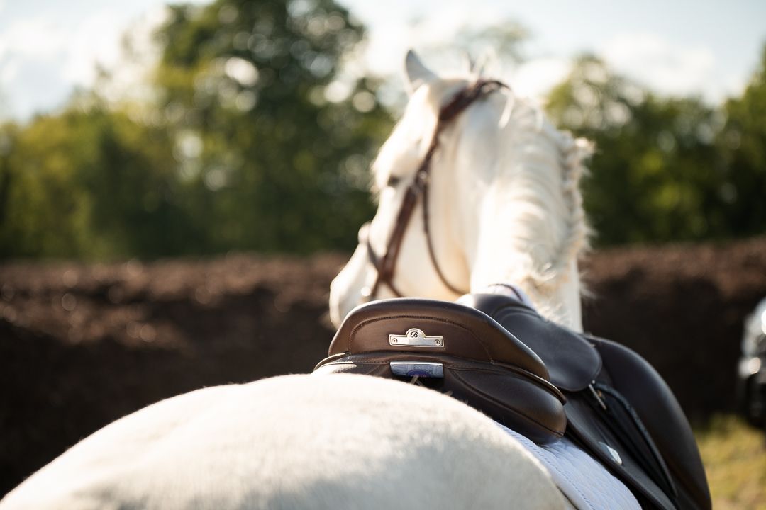 Concours dressage Alsace suivi photo