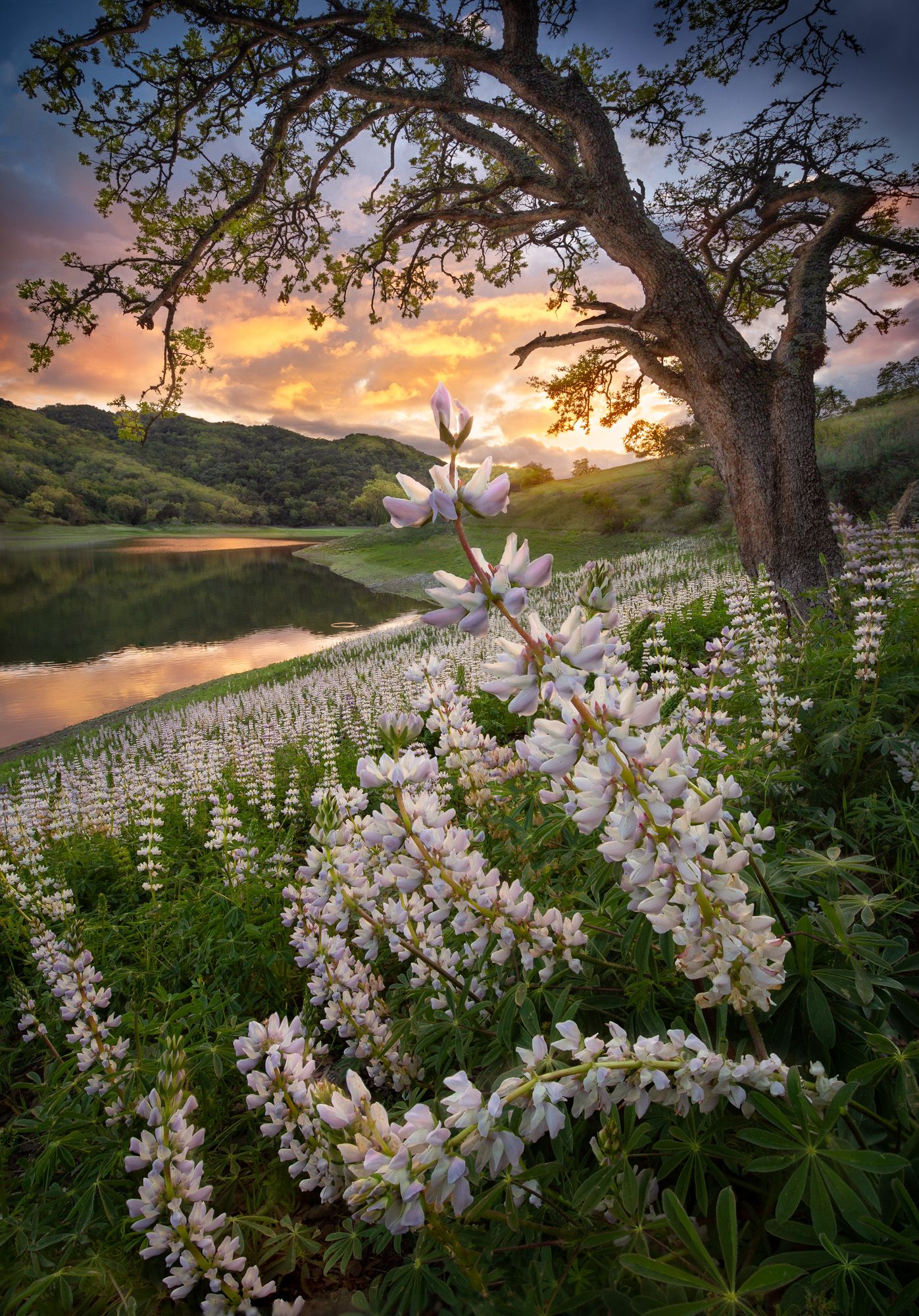White lupine flowers bloom beneath a twisted oak tree at sunset beside a serene lake.