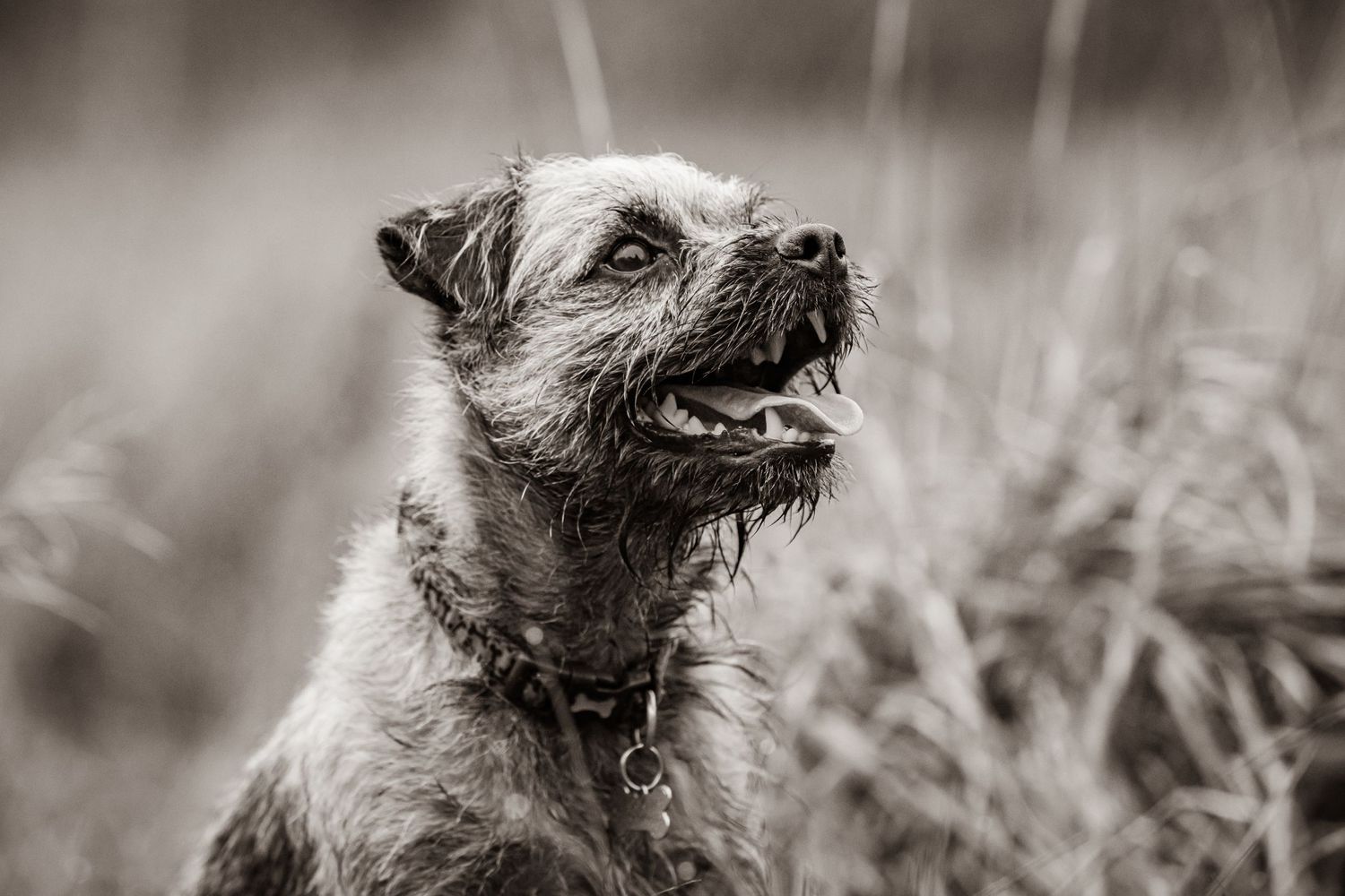 Black and white portrait of a Border Terrier looking up alertly in tall grass.