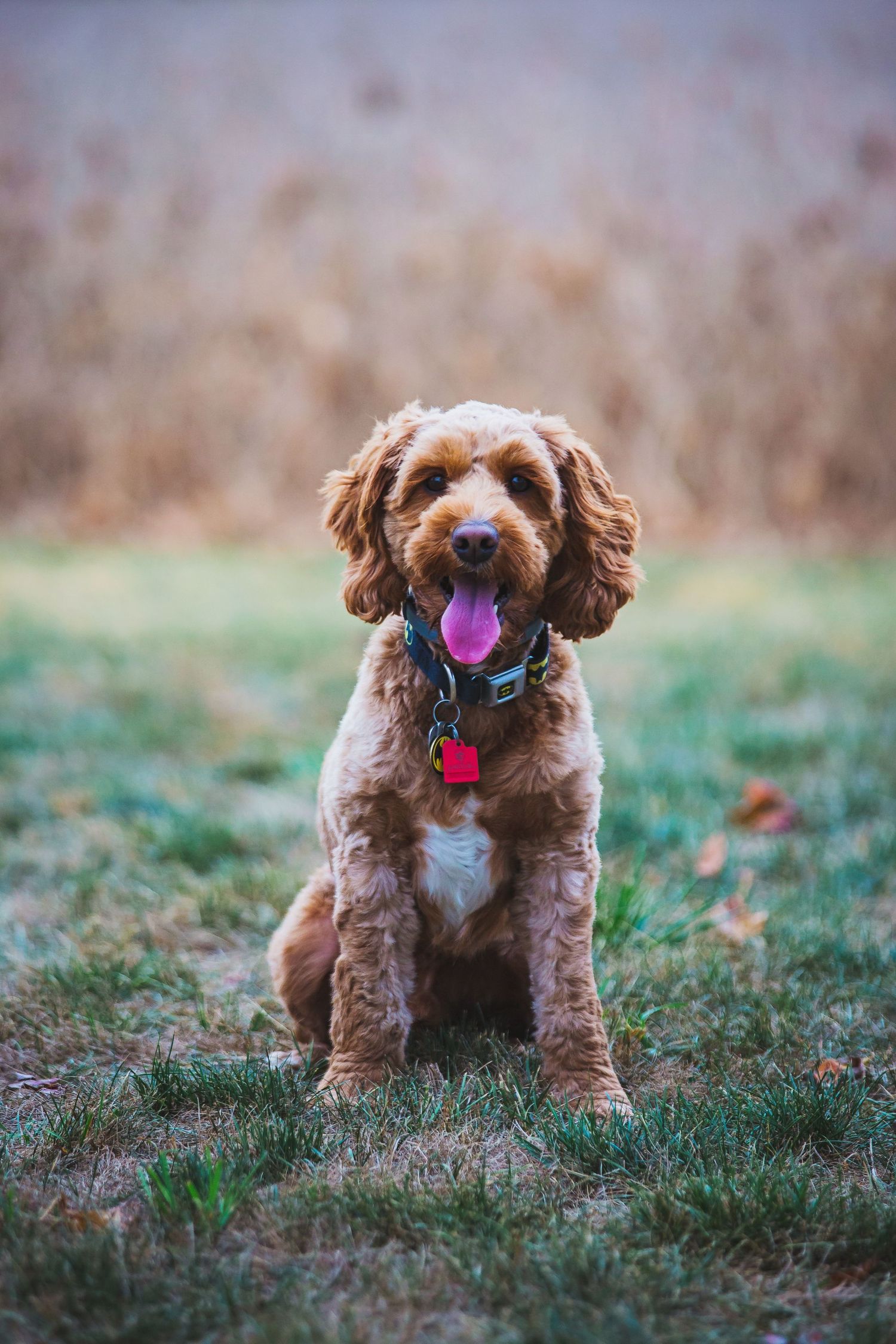 Happy goldendoodle dog with tongue out sitting in grass during golden hour.