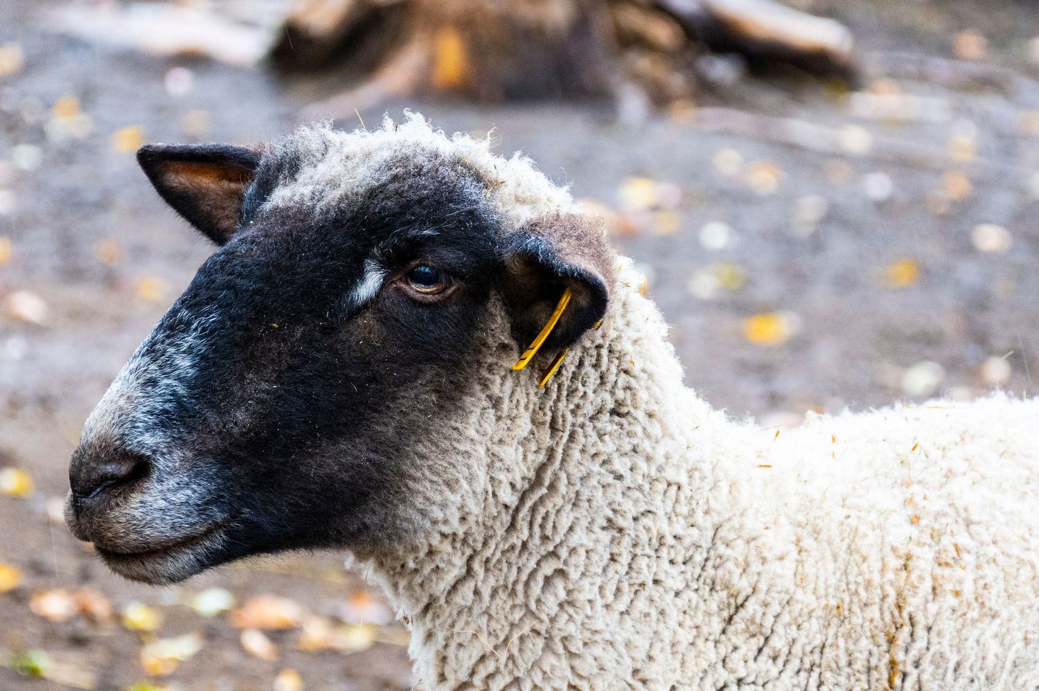 Close-up portrait of a black-faced sheep with white wool against a blurred background.