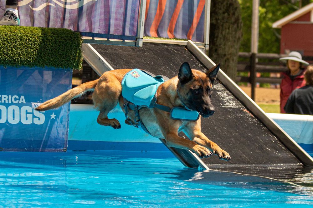 german shepherd dog wearing blue life jacking and jumping into pool of water from a dock