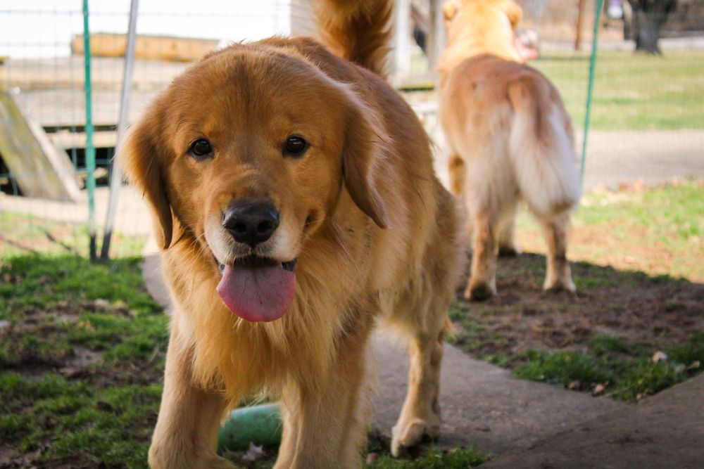 Golden retriever walking eye level towards camera with happy open mouth expression
