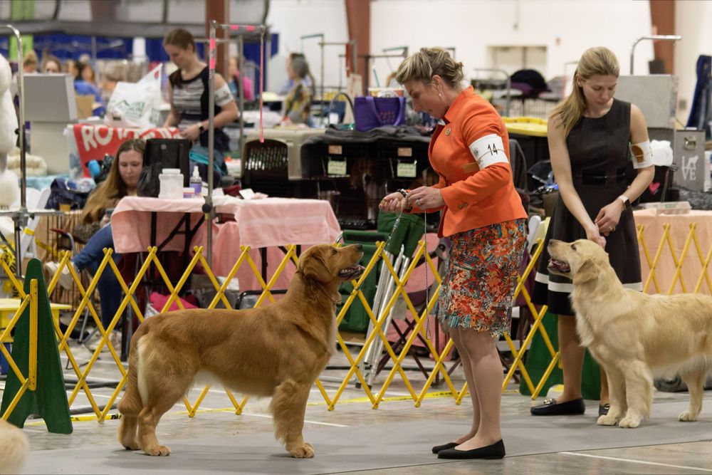 Blonde white woman in orange shirt and pattern skirt standing facing golden retriever stacked in dog show ring