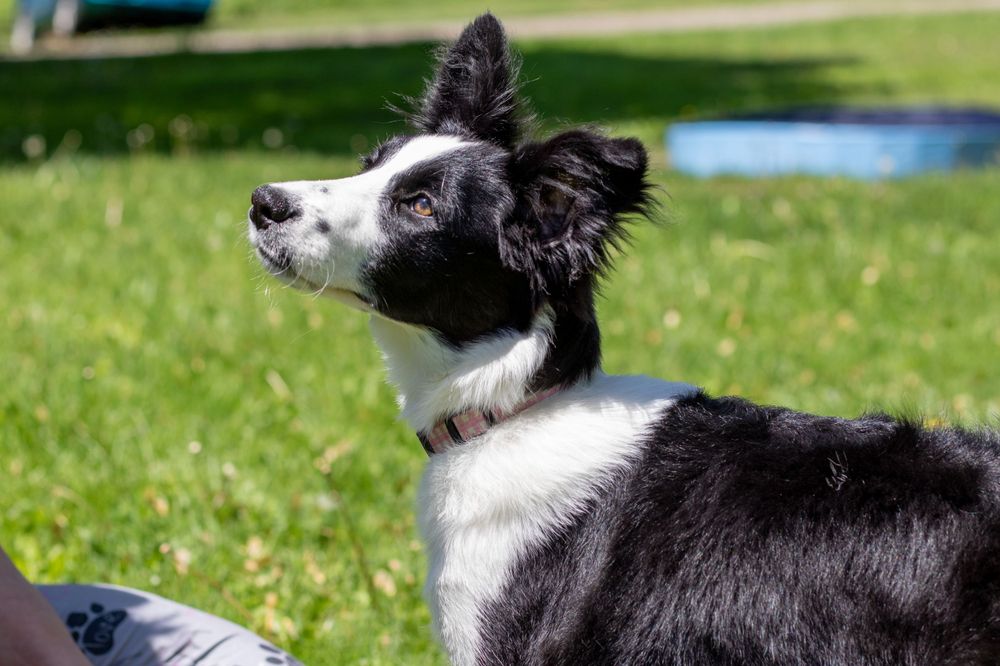 side view of black and white border collie puppy looking up towards sky