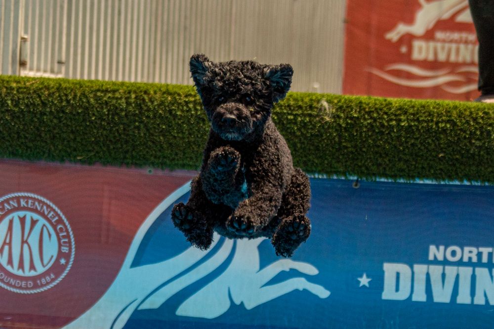 small black poodle-type dog jumping off of dock into a pool